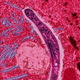 Illustration for article titled How scientists will win the war against malarial mosquitoes